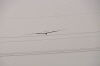 ASW-28 HKM WEY - (164)