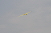 Hees-230411 (127)
