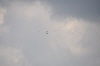 Herten_2010- (124)